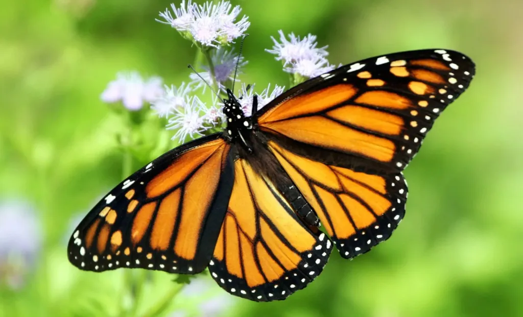 Butterfly Keyboard